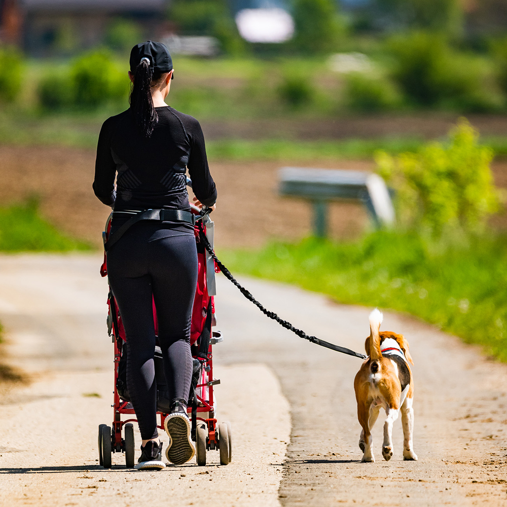 Sunny day in countryside. Mother with Child and Beagle dog walking away