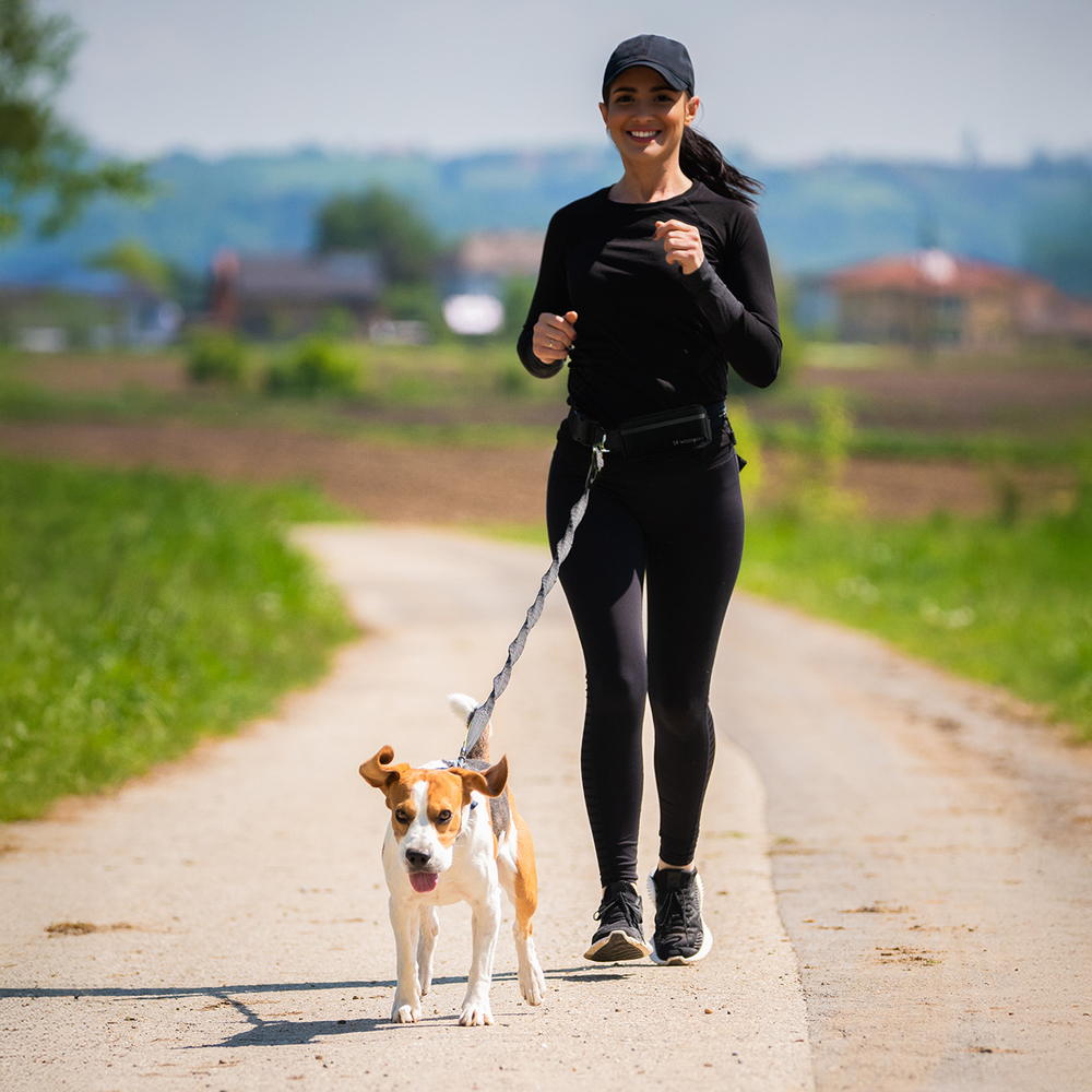 Sunny day in countryside with Beagle dog running towards